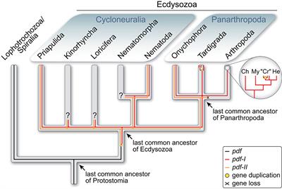 Analysis of Pigment-Dispersing Factor Neuropeptides and Their Receptor in a Velvet Worm